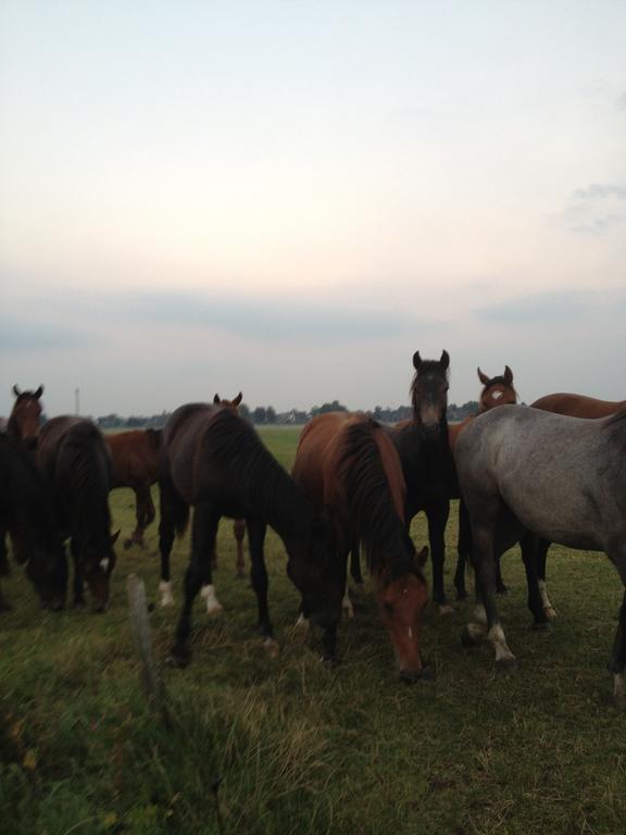 Farm Stay Hof Auf Der Wurp Harrierwurp Eksteriør billede